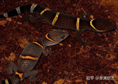 爬宠的人都不认识 常见或好养的蜥蜴汇总