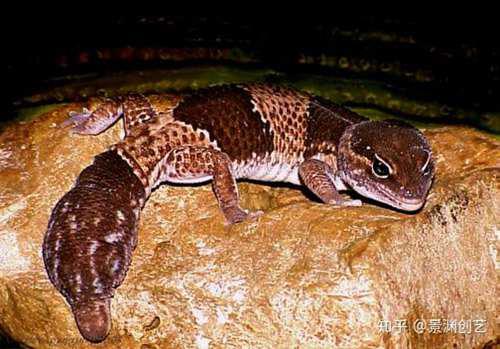 爬宠的人都不认识 常见或好养的蜥蜴汇总