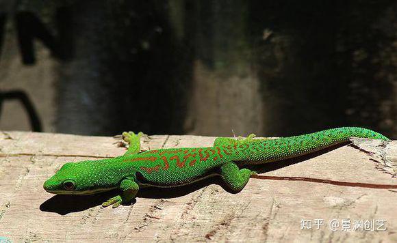 爬宠的人都不认识 常见或好养的蜥蜴汇总