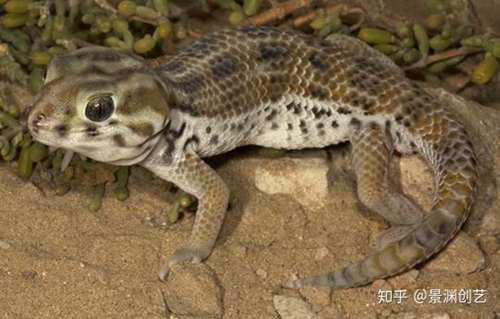 爬宠的人都不认识 常见或好养的蜥蜴汇总