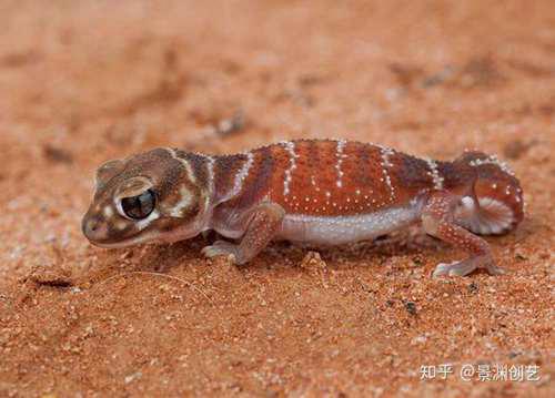 爬宠的人都不认识 常见或好养的蜥蜴汇总