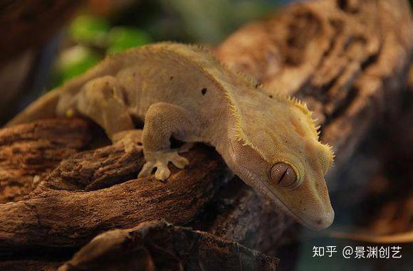 爬宠的人都不认识 常见或好养的蜥蜴汇总