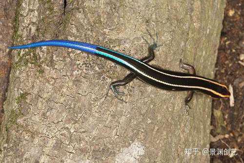 爬宠的人都不认识 常见或好养的蜥蜴汇总