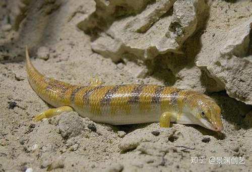 爬宠的人都不认识 常见或好养的蜥蜴汇总