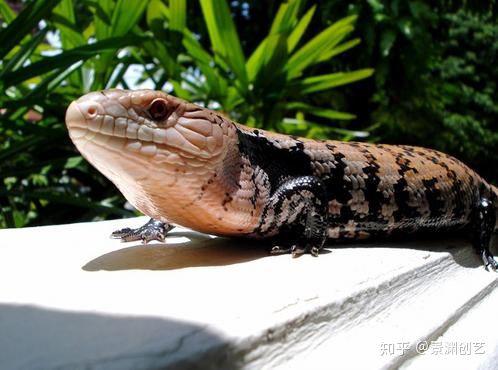 爬宠的人都不认识 常见或好养的蜥蜴汇总