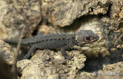 爬宠的人都不认识 常见或好养的蜥蜴汇总