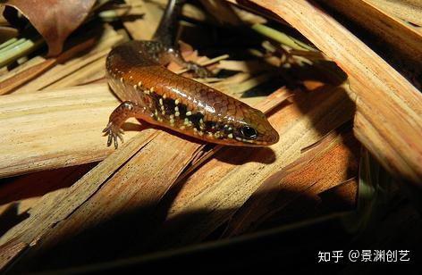 爬宠的人都不认识 常见或好养的蜥蜴汇总