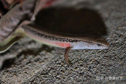 爬宠的人都不认识 常见或好养的蜥蜴汇总