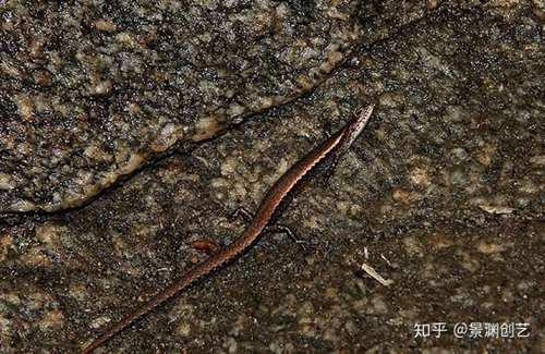 爬宠的人都不认识 常见或好养的蜥蜴汇总