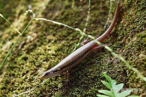 爬宠的人都不认识 常见或好养的蜥蜴汇总