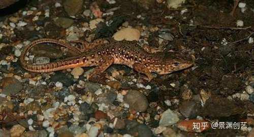 爬宠的人都不认识 常见或好养的蜥蜴汇总