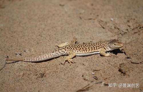 爬宠的人都不认识 常见或好养的蜥蜴汇总