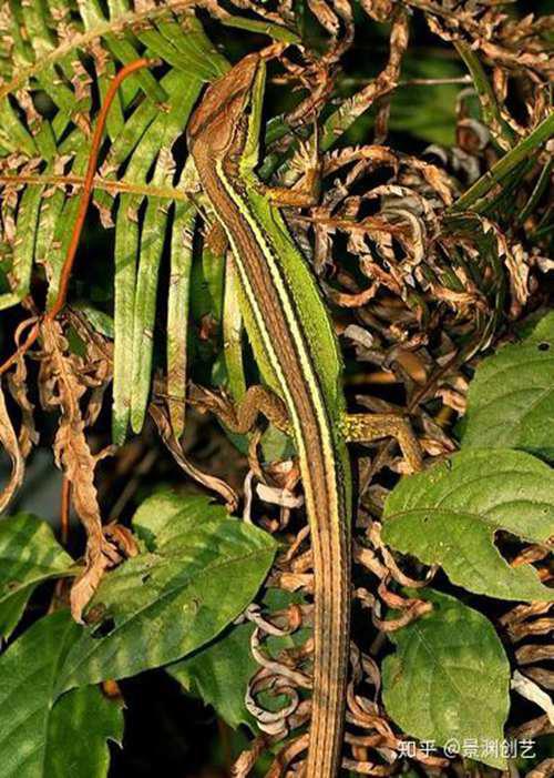 爬宠的人都不认识 常见或好养的蜥蜴汇总