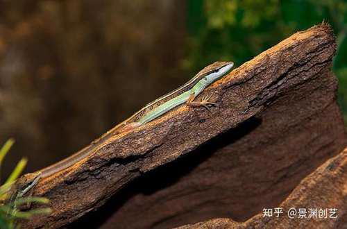 爬宠的人都不认识 常见或好养的蜥蜴汇总