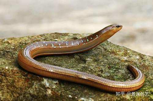 爬宠的人都不认识 常见或好养的蜥蜴汇总