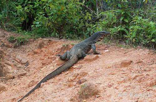 爬宠的人都不认识 常见或好养的蜥蜴汇总