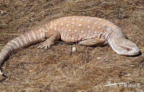 爬宠的人都不认识 常见或好养的蜥蜴汇总