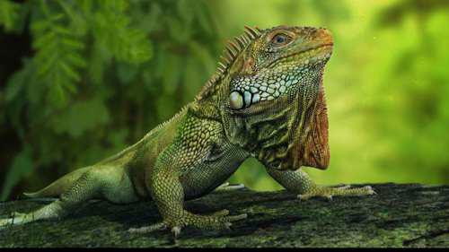 爬宠的人都不认识 常见或好养的蜥蜴汇总