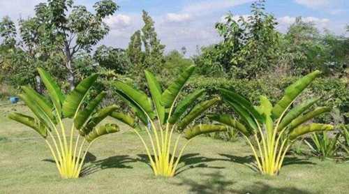 世界上的草本植物有哪些