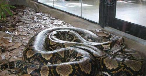 世界上最大的蟒蛇多长