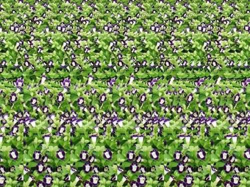 一招学会秒看三维立体图 三维立体图怎么看