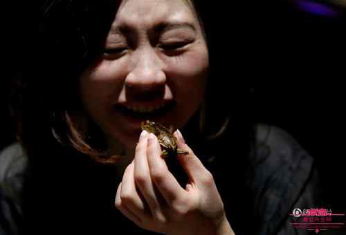 龙虱水蟑螂味道和营养价值介绍