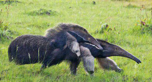 食蚁兽怎么捕食蚂蚁