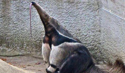 食蚁兽怎么捕食蚂蚁