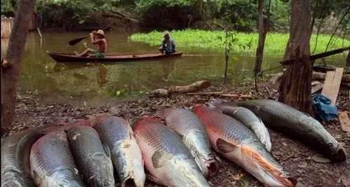 世界上最大巨骨舌鱼有多大