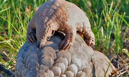 世界10大长相怪异的动物