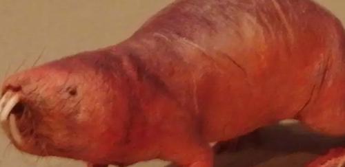 世界10大长相怪异的动物