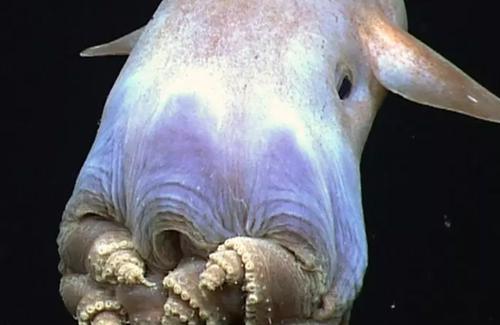 世界10大长相怪异的动物
