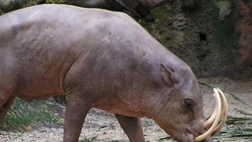 世界10大长相怪异的动物