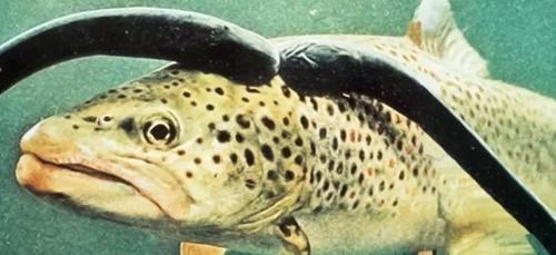 世界10大长相怪异的动物