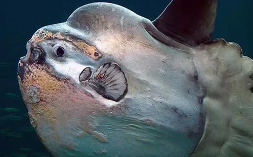 世界10大长相怪异的动物