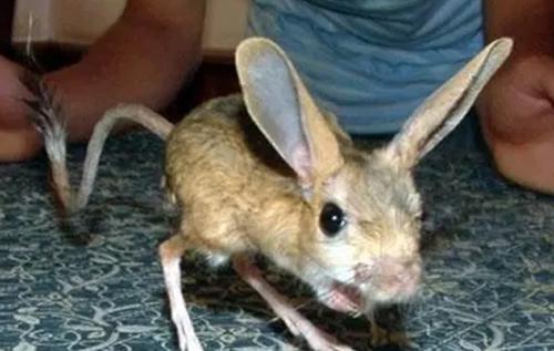 世界10大长相怪异的动物