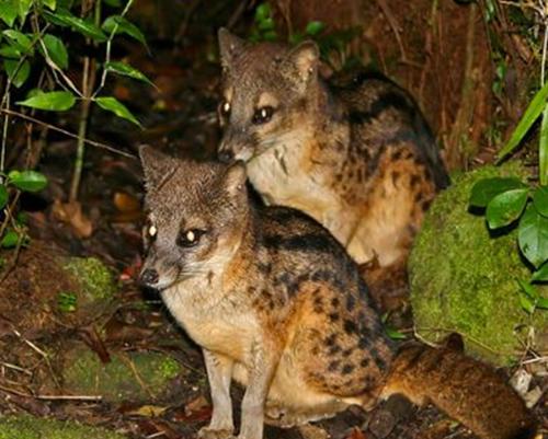 世界10大长相怪异的动物