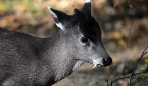 世界10大长相怪异的动物