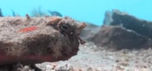 世界上有哪些怪鱼