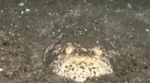 世界上有哪些怪鱼