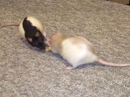 经验 养前必看花枝鼠奇怪的行为或现象