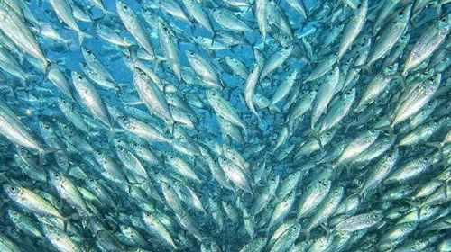 天上下鱼雨是真的吗