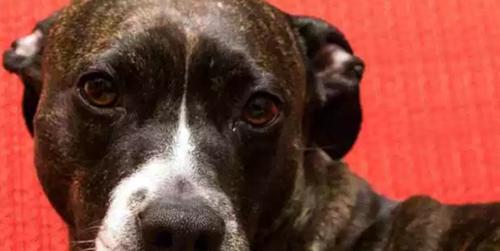 世界十大最优秀的护卫犬