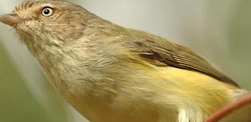 世界上体型最小的十种鸟