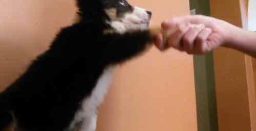 边境牧羊犬怎么训练