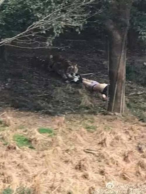 浙江宁波今天下午发生老虎咬人事件 宁波老虎吃人