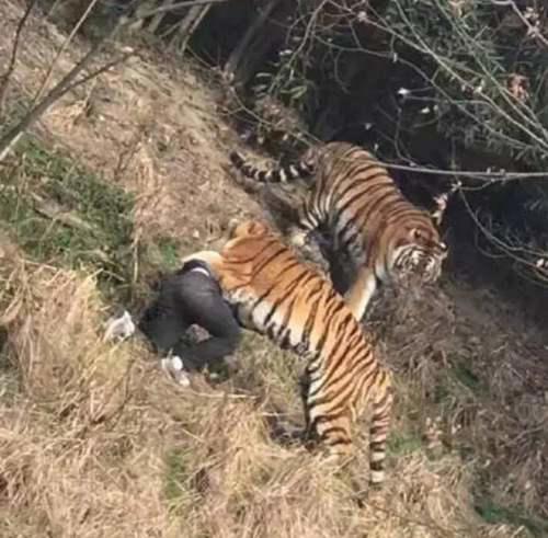 浙江宁波今天下午发生老虎咬人事件 宁波老虎吃人