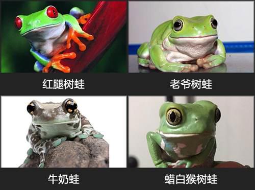 呱太品种指南