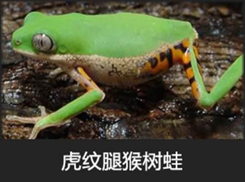 呱太品种指南