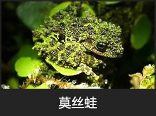 呱太品种指南
